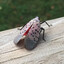 spotted lanternfly