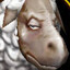 sheeperdboy