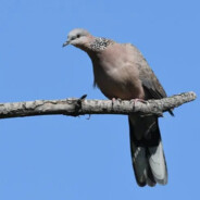 印第安中年斑鸠