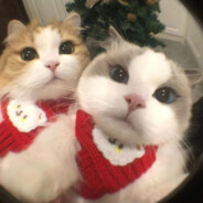 黑哥们语言是不通的