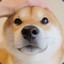 一坨狗