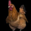 Rooster