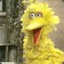 bigbird