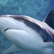 Paranoid Illegal Shark