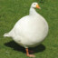 Big Fat Goose