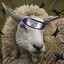 Sage_Sheep