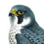 Peregrine Falcon