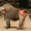 MoonBaboon