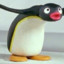 noot noot