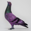 Purple Pigeon