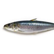 standa sardinka