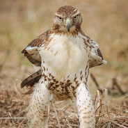 Miss Falcon