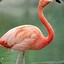 I&#039;m a Flamingo