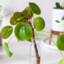 Pilea