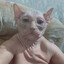 ежовик