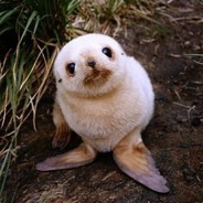 我是一个小汤圆