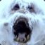 crazy_wampa