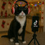 Gato tiktoker