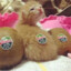 ♥Kiwi Kitten♥