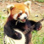 Kalle Panda