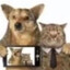 Avatar of player hund und katze