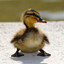 Petit_Canard