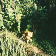 Catsdonteat - steam id 76561198297825727