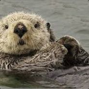 Otter