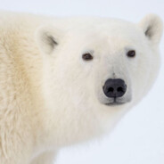 North Pole Teddy Bear