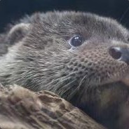 洛冰河家的师尊