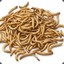 mealworms