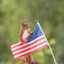 Patriotic Squirrel