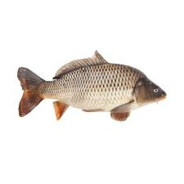 Carp