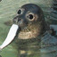 Sad-seal