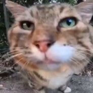 PIVAAA ZA РОССИЮ