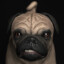 Pug Enojado