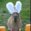 CapyBunny