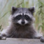 Amiable Raccoon