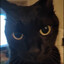 The black cat in question