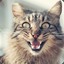 Owen Wilson&#039;s Cat
