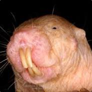 Naked Mole Rat