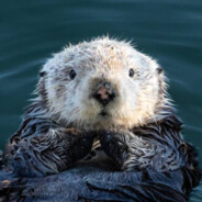 Otter.