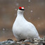 Willow Ptarmigan