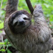 Sloth