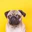 pug