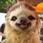 Death By Sloth