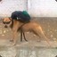 Eu chupo o Esporo Venenoso
