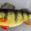 yellow perch