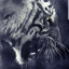 FierceTigre