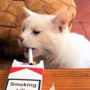 多次婉拒富商王姐